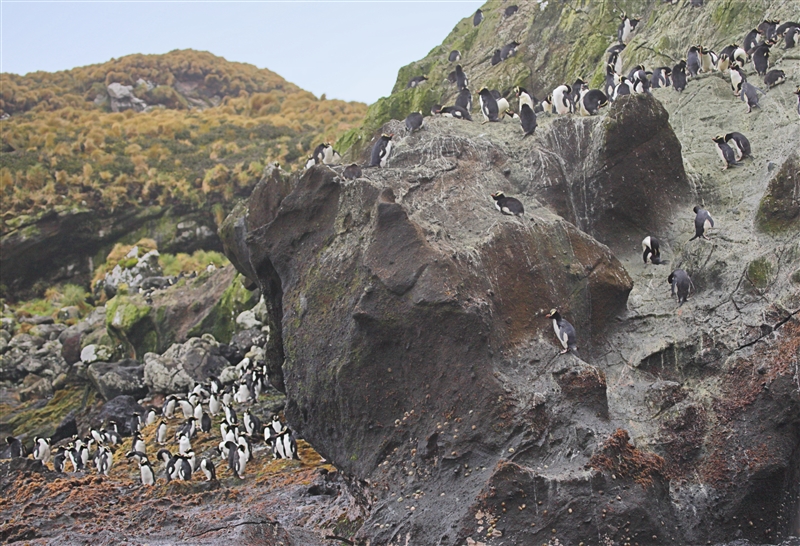 Antipodes 0739 m Erect Crested Penguin Eudyptes sclateri